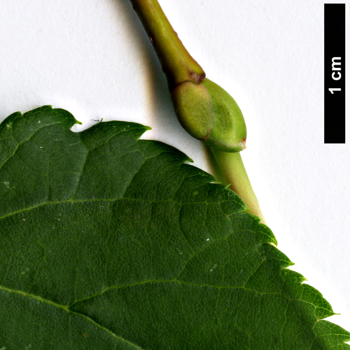 High resolution image: Family: Malvaceae - Genus: Tilia - Taxon: ×europaea - SpeciesSub: 'Wratislaviensis' (T.cordata × T.platyphyllos)